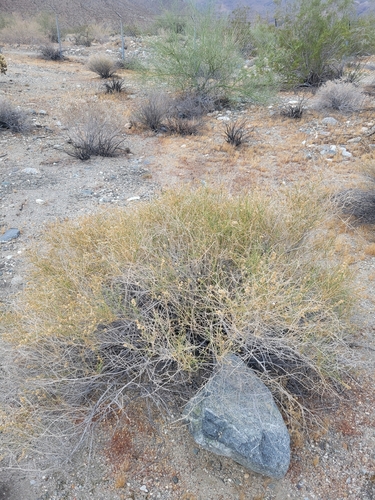 iNaturalist observation photo of Cheesebush