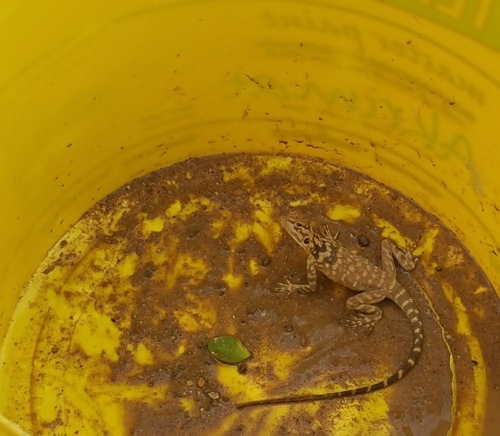 Large-scaled Rock Agama