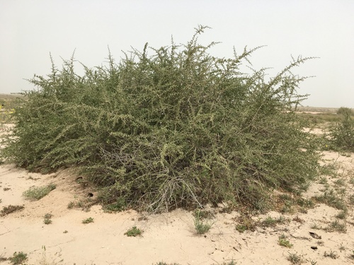 Arabian boxthorn