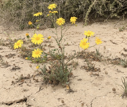 Buck's horn groundsel