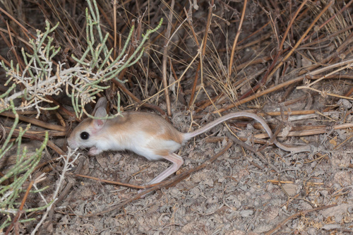 Lesser Egyptian Jerboa