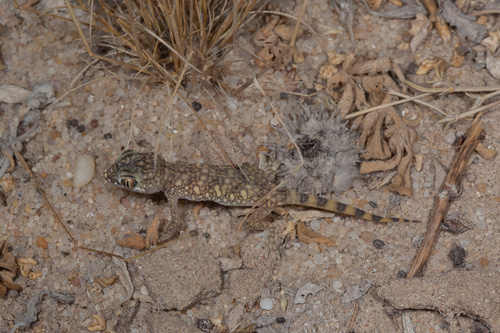 Slevin's Short-fingered Gecko