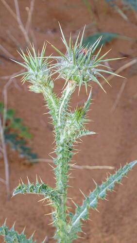 Onopordum arenarium