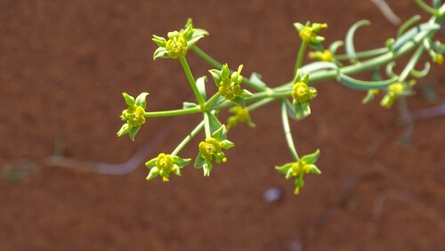 Euphorbia guyoniana