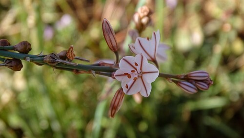Annual Asphodel