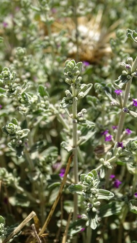 Marrubium deserti