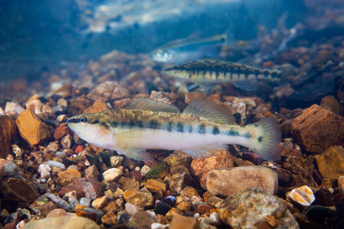 Blackbanded Darter