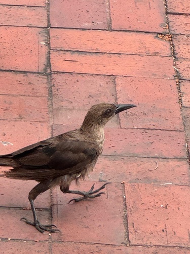 Great-tailed Grackle