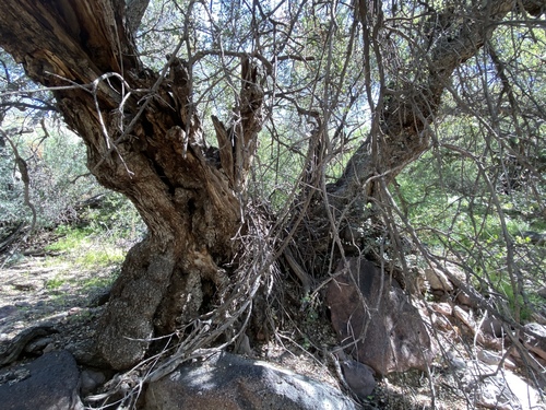 Ajo Mountain scrub oak