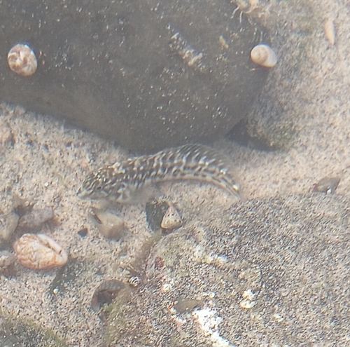 Parablennius parvicornis