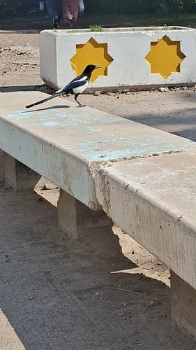 Eurasian Magpie