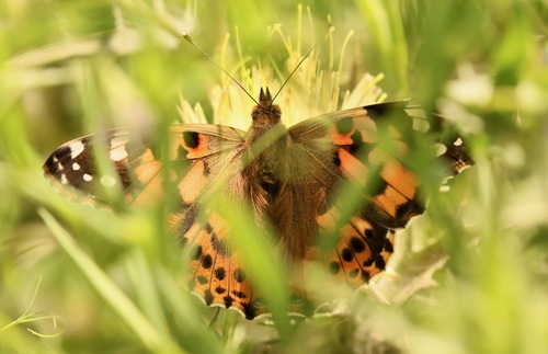 Painted Lady