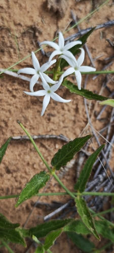 Sweet Starjasmine