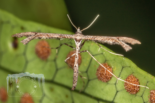 Amblyptilia repletalis (Walker, 1864)