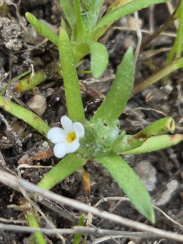 shinyfruit popcornflower (Plagiobothrys lamprocarpus)