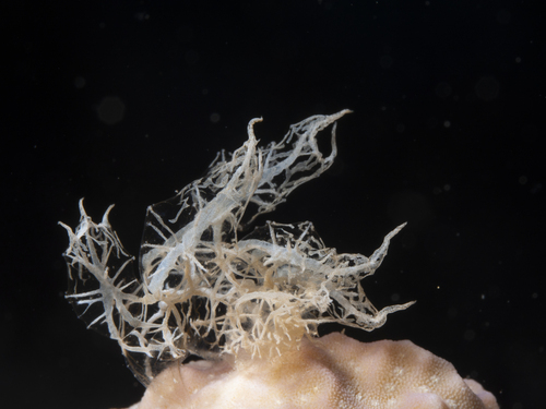 Melibe colemani