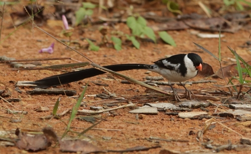 Pin-tailed Whydah
