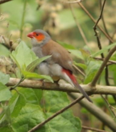 Orange-cheeked Waxbill
