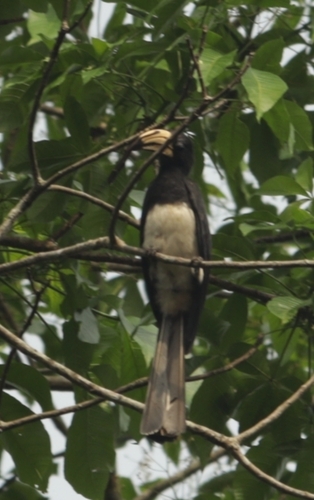 Congo Pied Hornbill