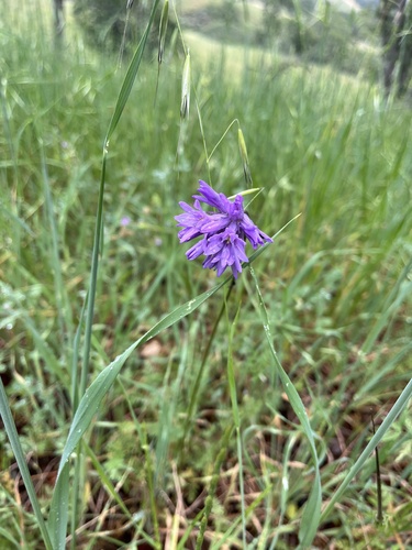 iNaturalist observation photo of blue dicks