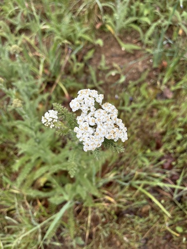 iNaturalist observation photo of common yarrow