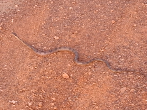 Paraiba Cat-eyed Snake