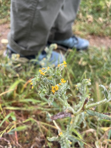 iNaturalist observation photo of Common Fiddleneck