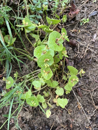 iNaturalist observation photo of miner's lettuce