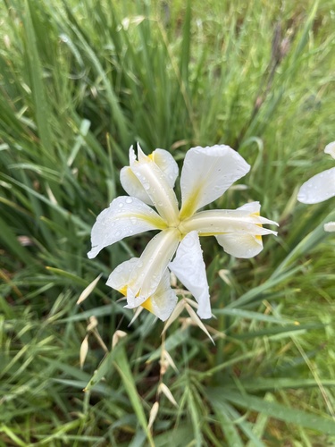 iNaturalist observation photo of Turkish Iris