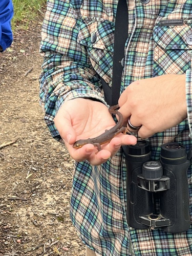 iNaturalist observation photo of California Newt