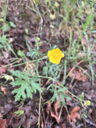 iNaturalist observation photo of California buttercup