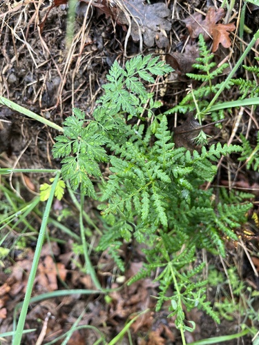 iNaturalist observation photo of goldback fern