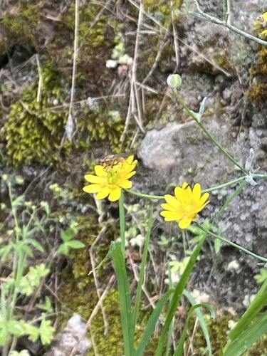 iNaturalist observation photo of Dung Flies