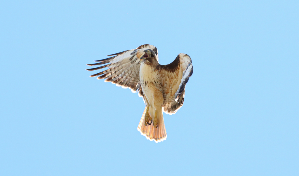 Aguililla Cola Roja Occidental (Subespecie Buteo jamaicensis calurus) ·  NaturaLista Colombia