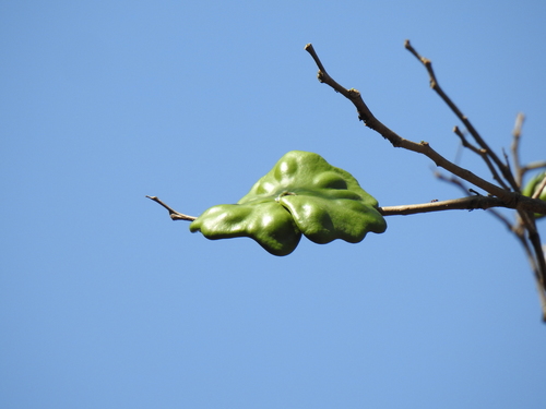 Enterolobium cyclocarpum - Whole tree