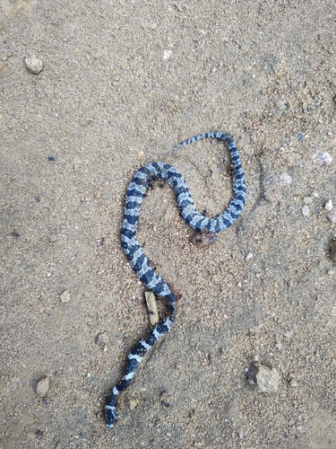 Brazilian Slug-eating Snake