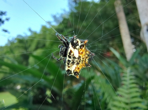 Spinybacked Orbweaver