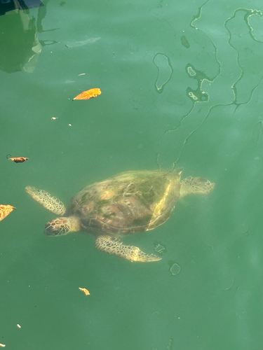 Chelonia mydas