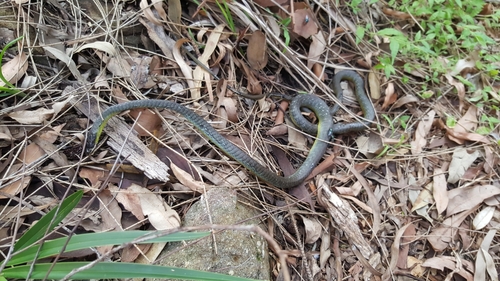 Common Tree Snake sighting