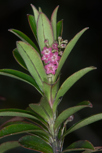 Cybianthus