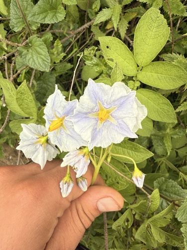 Solanum multiinterruptum