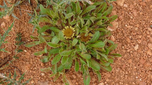 Rose of Jericho