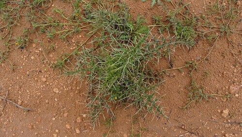 Echinops spinosissimus spinosus