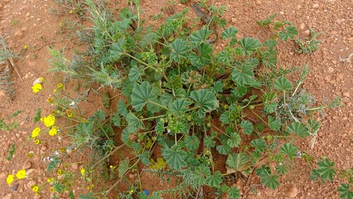 cheeseweed mallow