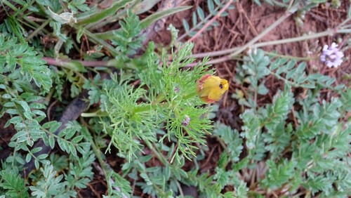 Yellow Pheasant's-eye