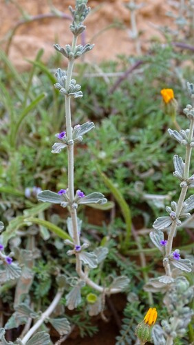 Marrubium deserti
