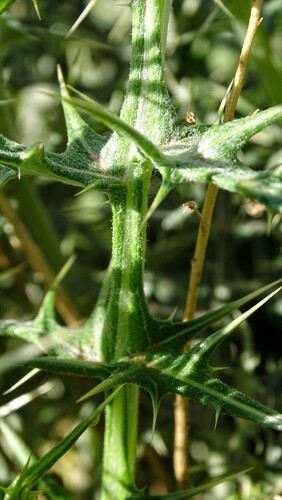 Spiny Globe-thistle