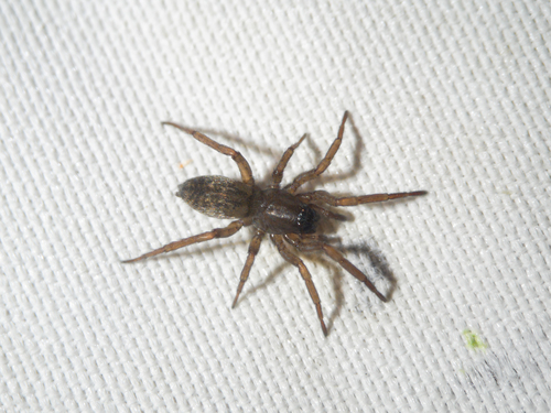 Haplodrassus morosus