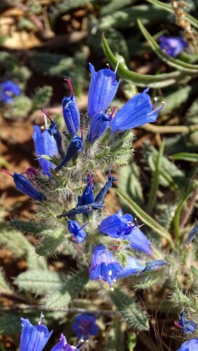 Echium trygorrhizum