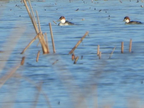 Smew